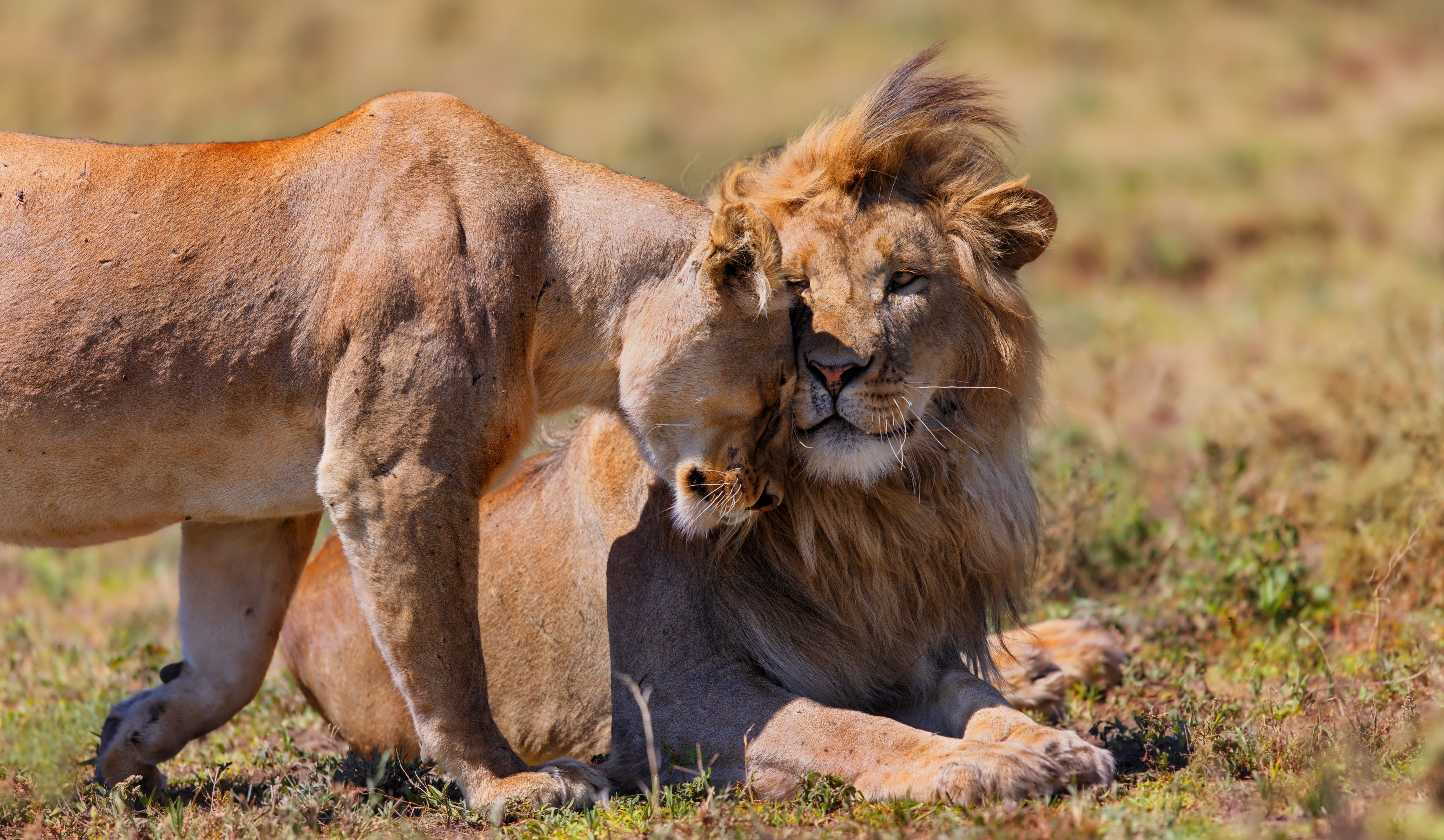 Africa in 3 Days Camping Safari Adventures in Tanzania