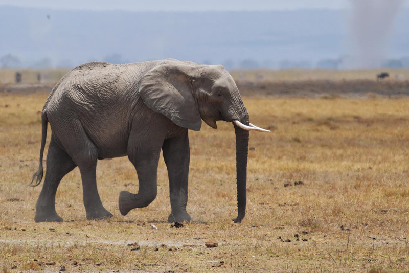 2 Days Safari Tanzania Explore in a Short Time