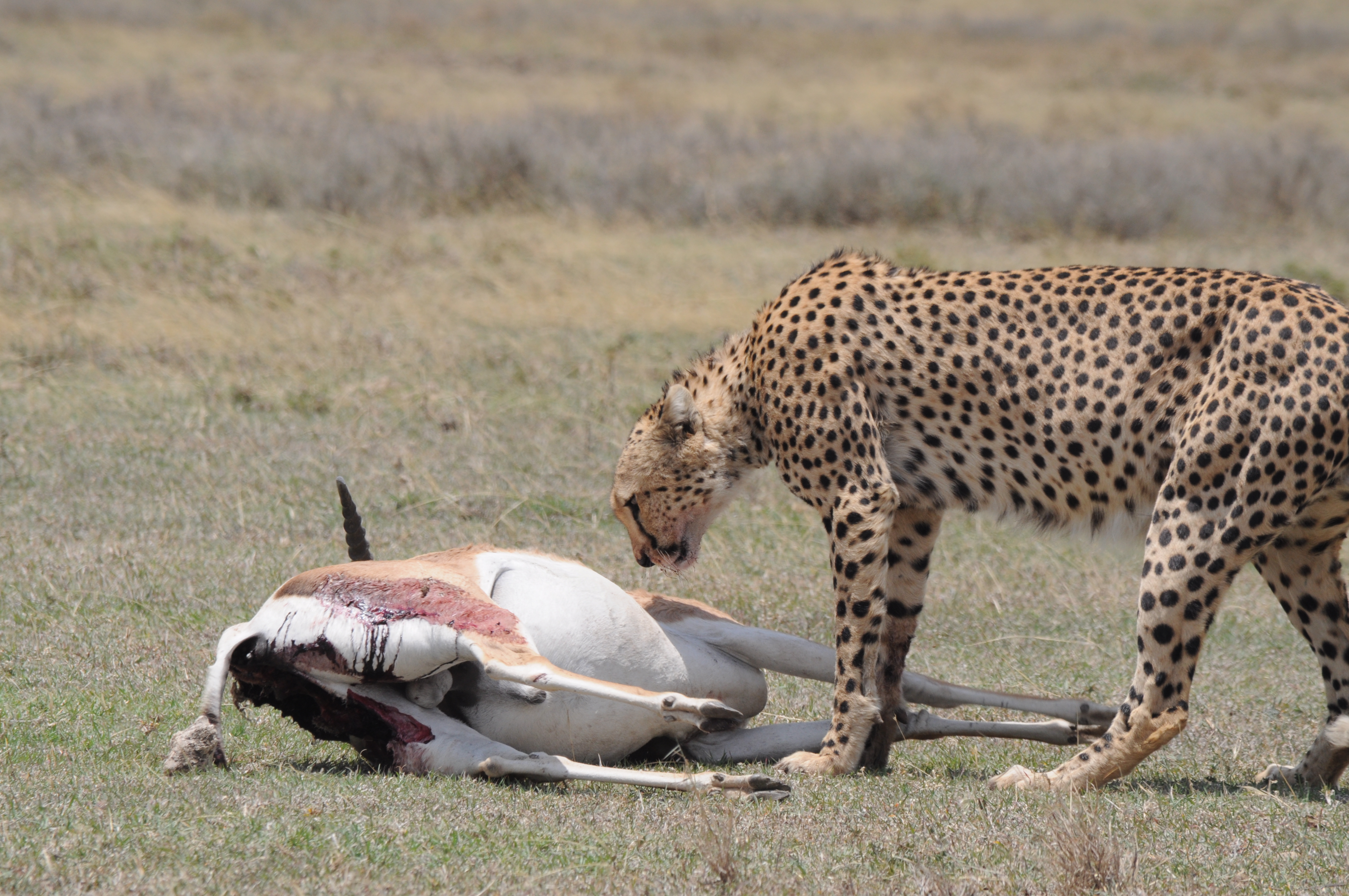 4 Days Mid Range Tanzania Safari